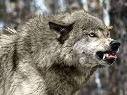 ادامعا شاپقان ارلان