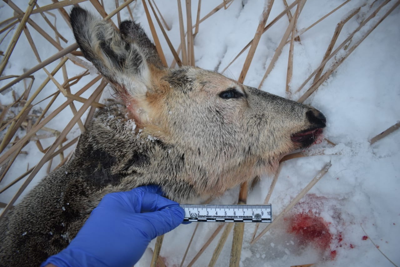 براكونەر ۇيىنەن ۇستالدى