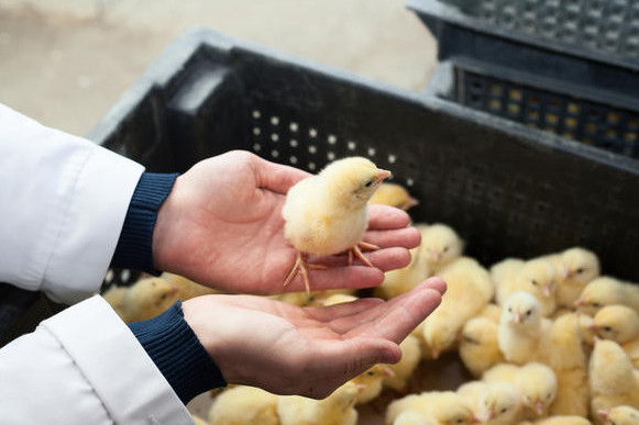 باسىم باعىت – برويلەرگە