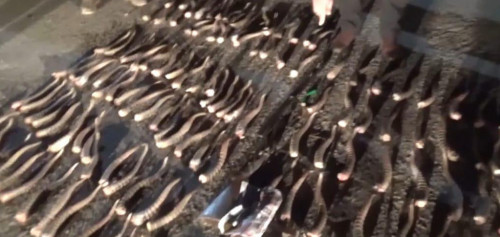 كيىكتى قىناداي قىرعاندار