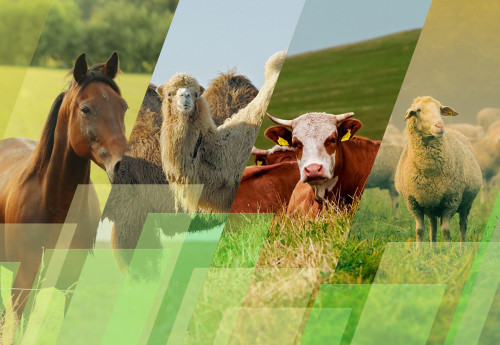 جايىلىم ماسەلەلەرى الاڭداتادى