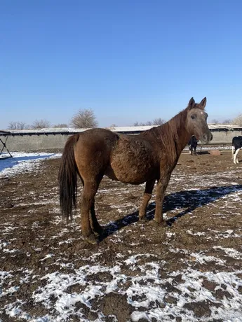 باعىپ جۇرگەن مالىن قولدى ەتكەن