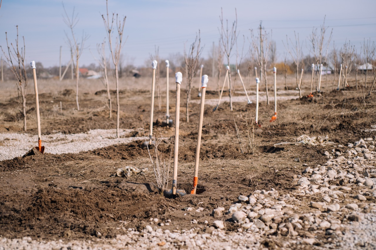«Bugin-ەكولوگيا» جوباسى كوشەت وتىرعىزۋعا شاقىرادى