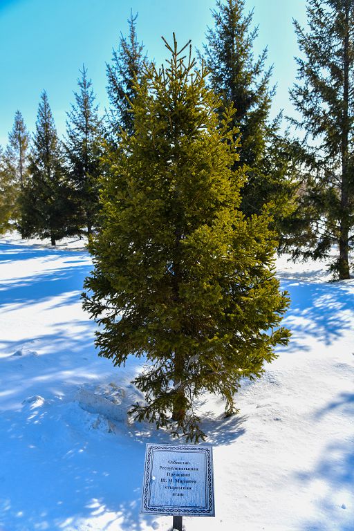 اتادان مال قالعانشا, تال قالسىن