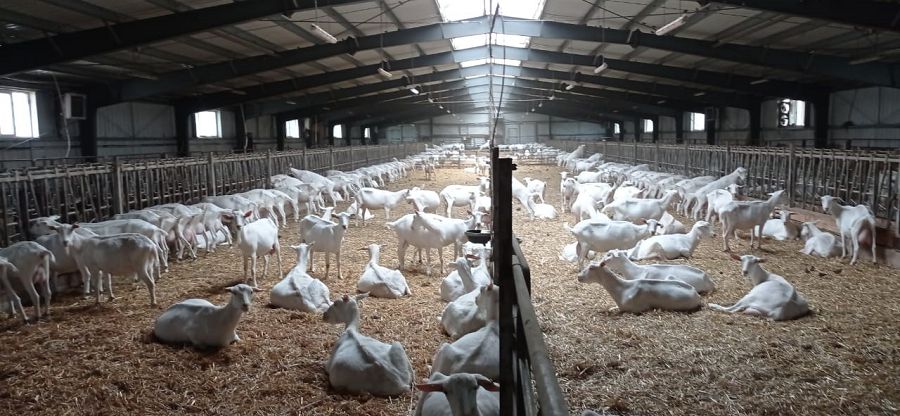 ەشكى باققاننىڭ ەسەبى تۇگەل