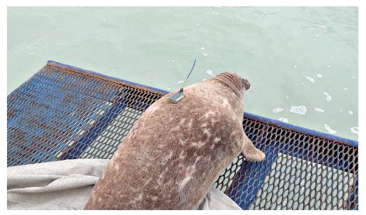 كاسپي يتبالىعى  (تەڭىز سۇتقورەكتىلەرىن قورعاۋعا تۇبەگەيلى بەتبۇرىس)