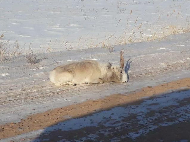 اقمولا وبلىسىنداعى كيىكتەر اشتان قىرىلىپ جاتىر