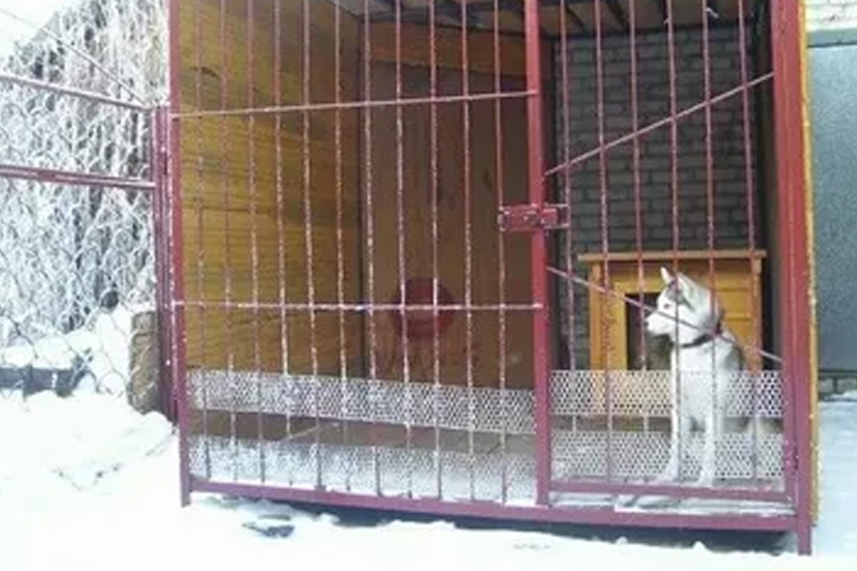 پەتروپاۆل پوليتسەيلەرى اسىل تۇقىمدى ءيتتى ۇرلاعان ادامدى ۇستادى