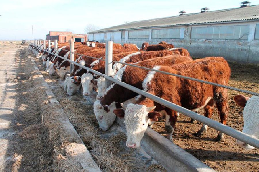 شەكتەۋ شارۋانى قاجىتىپ تۇر