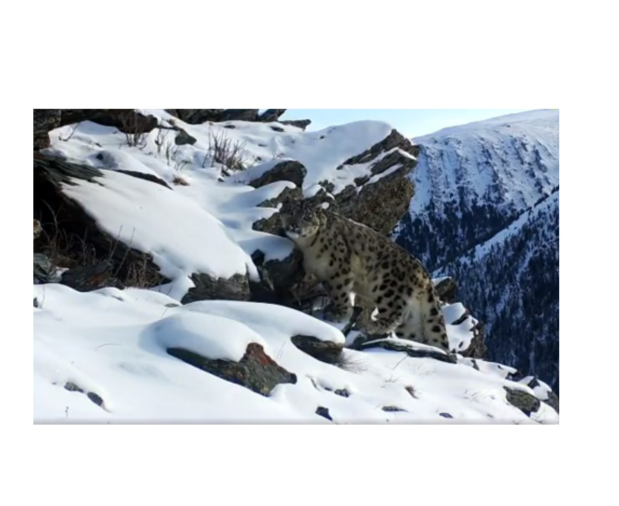 التايدا قار بارىسى فوتوتۇزاققا ءىلىندى