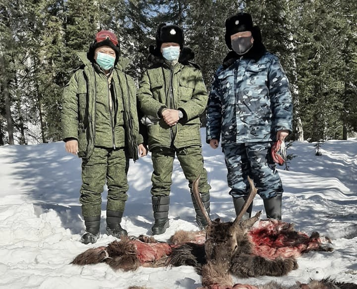 زاڭسىز مارال اتقاندار ۇستالدى