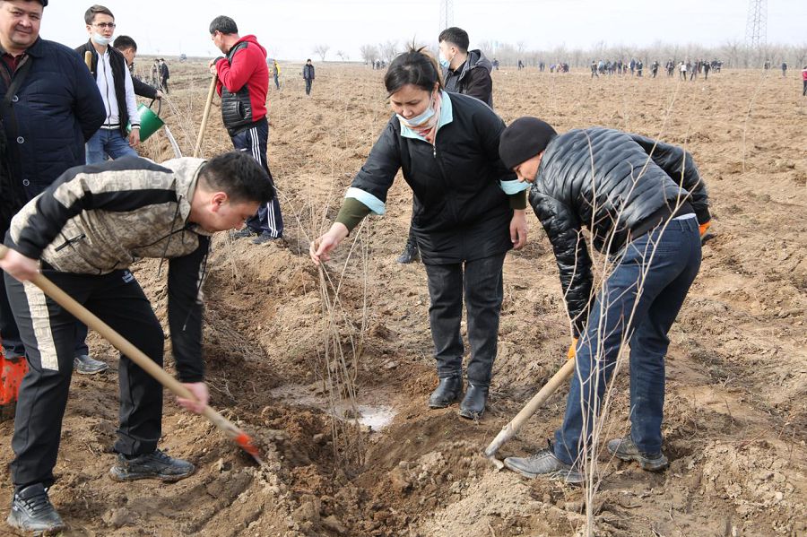 جاسىل جەلەك جانعا سايا