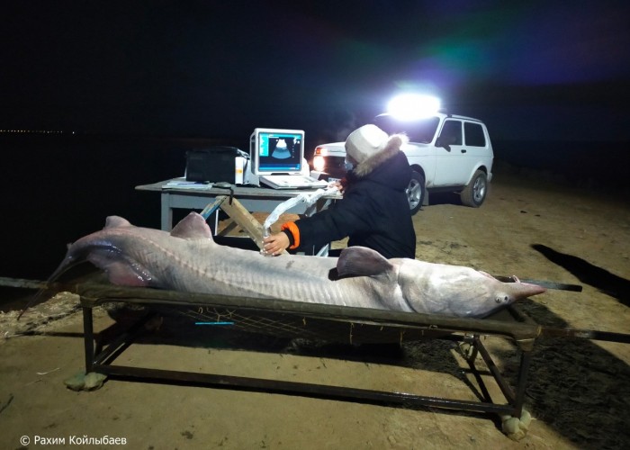 اتىراۋلىق بالىقشىلار سالماعى 150 كەلى تارتاتىن بەكىرە اۋلادى