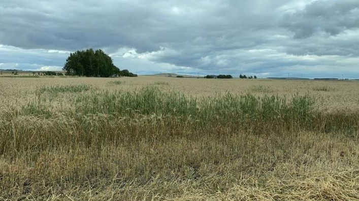 دۋمان بازاربەكوۆ: «اگرارلىق» بانك قۇرۋ اۋىل شارۋاشىلىعىنا سەرپىلىس اكەلەدى