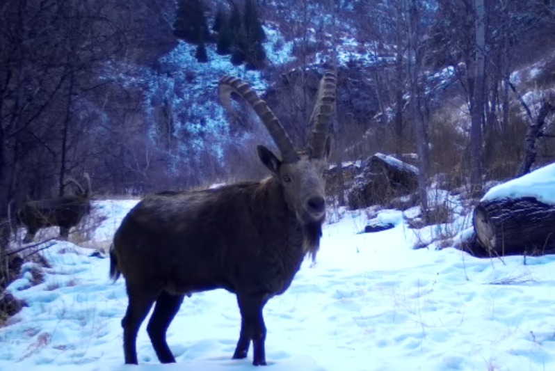 جوڭعار الاتاۋى ۇلتتىق پاركىندە ءسىبىر تاۋ ەشكىسى فوتوتۇزاققا ءتۇستى