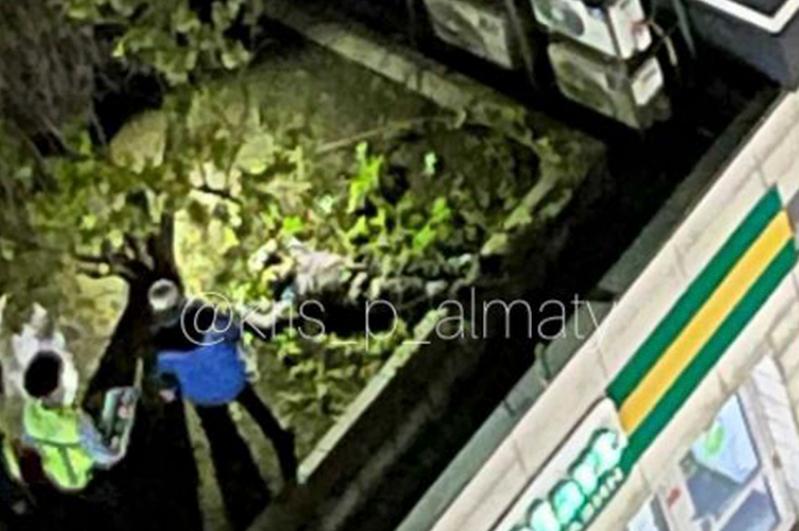 الماتىداعى اتىس: كۇدىكتى 17-قاباتتان سەكىرىپ كەتتى