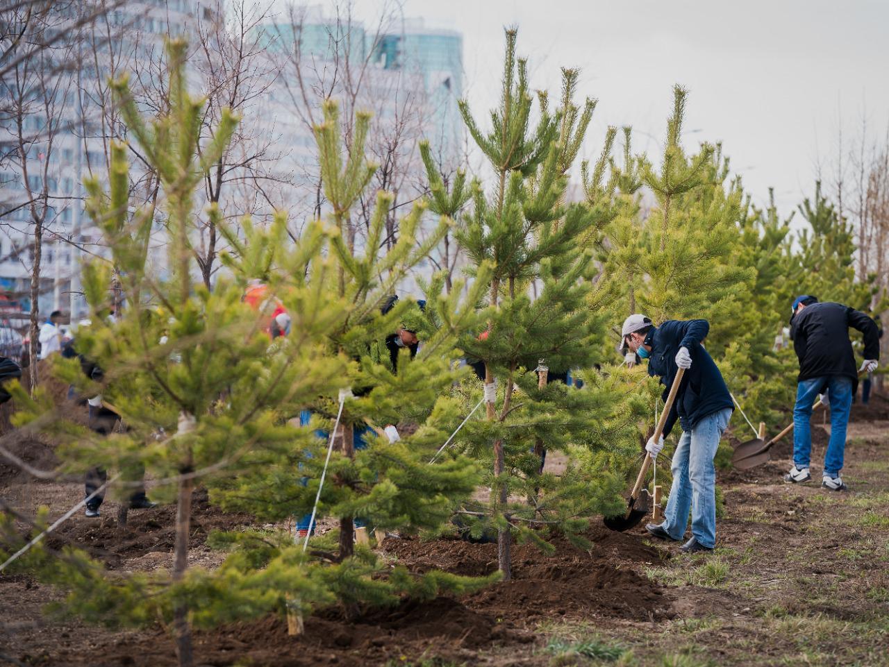 التاي كولگىنوۆ: بيىل ەلوردادا 1 ملن-نان استام جاسىل جەلەك وتىرعىزىلادى