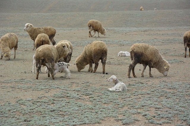 قوي قوزداپ, قورادا شۋ...