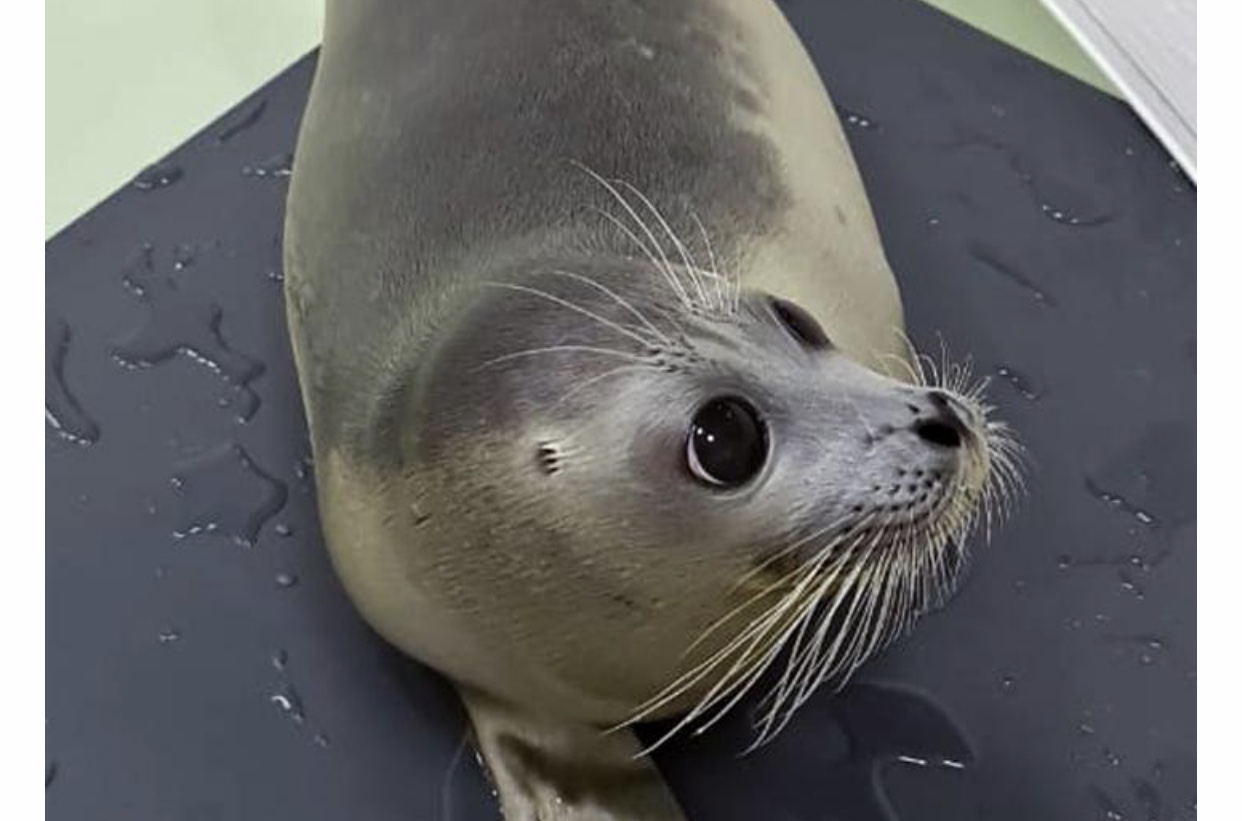 كاسپي يتبالىعىنىڭ قۇتقارىلعان ءتولى تەڭىزگە جىبەرىلدى