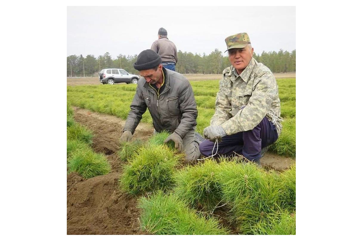 قاراعايدىڭ وسكىندەرى وتىرعىزىلادى