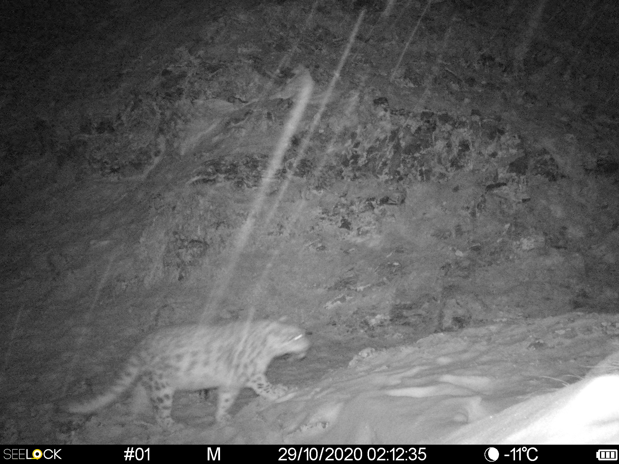 سارىمساقتى جوتاسىندا بارىس جورتىپ ءجۇر