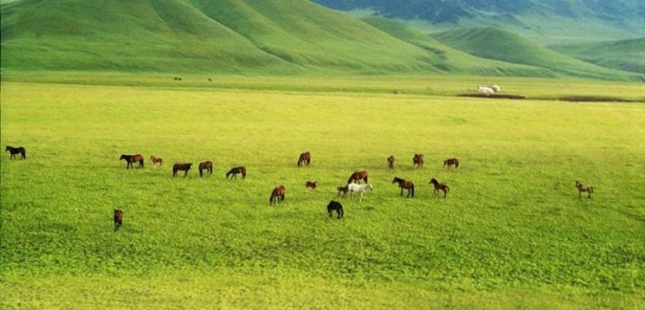 اق مول بولسىن دەسەك...