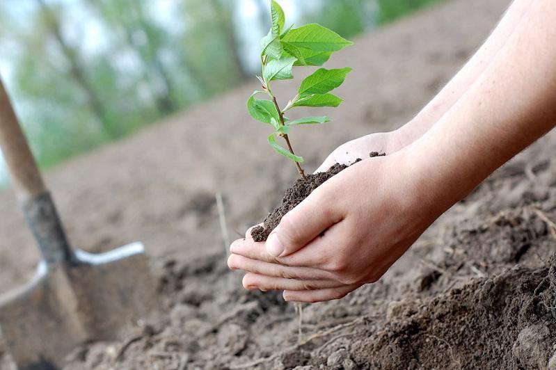 50 ءتۇپ شاعان وتىرعىزدى