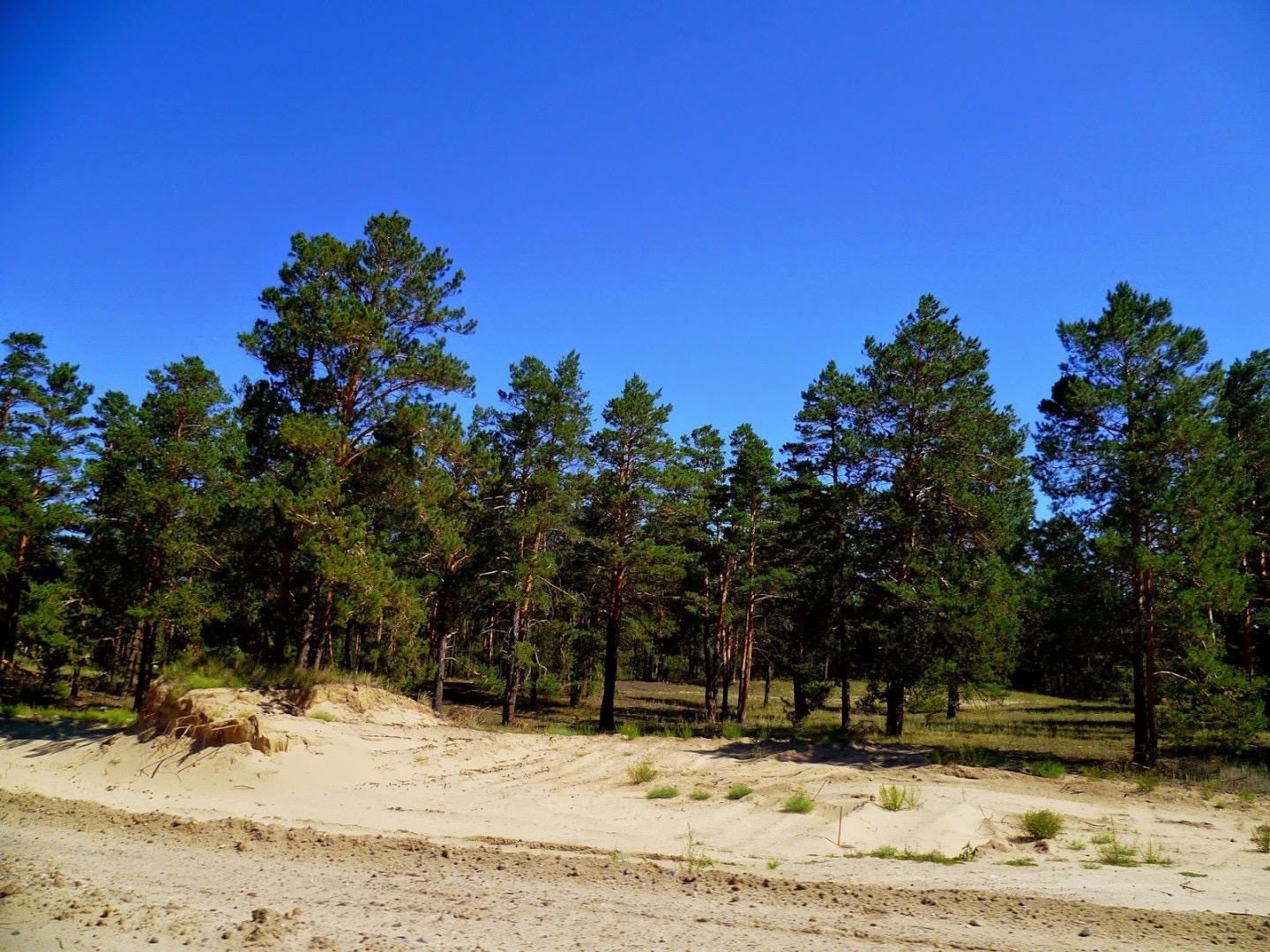 وردا ورمانى عىلىمي زەرتتەۋگە ءزارۋ