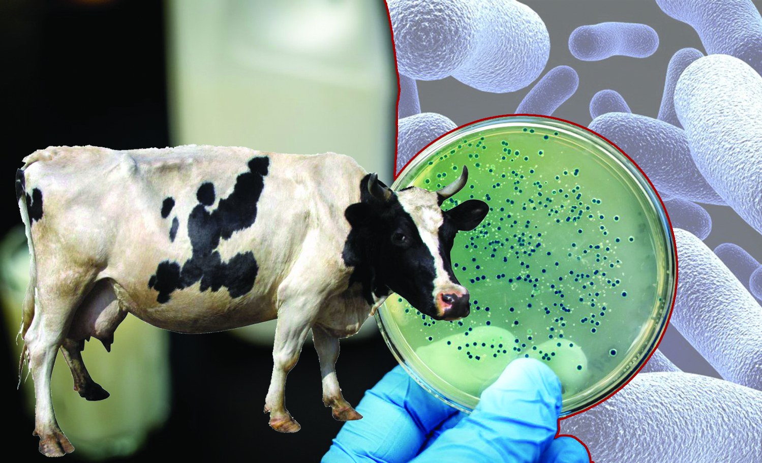 «برۋتسەللەز» مال ورىستە ءجۇر