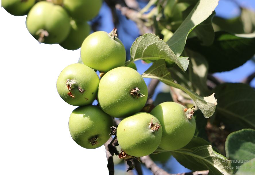 سيۆەرس – الەمدەگى 2 مىڭنان استام الما سۇرپىنىڭ اتاسى