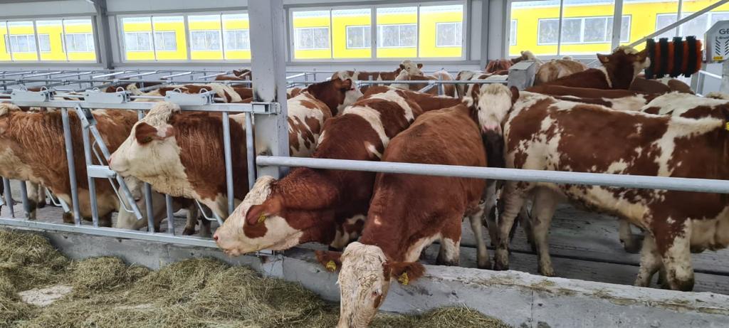 يمپورتتى الماستىرۋدىڭ توتە جولى