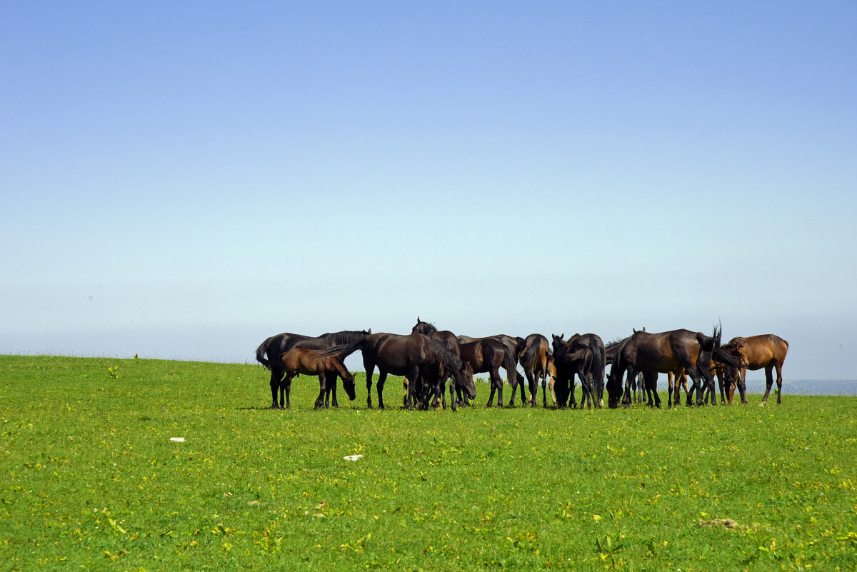مالى باردىڭ جەرى جوق, جەرى باردىڭ مالى جوق
