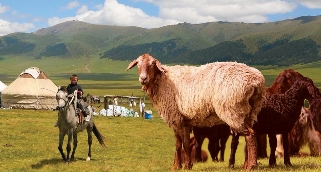 جەر اڭساعان قىزىل قوي