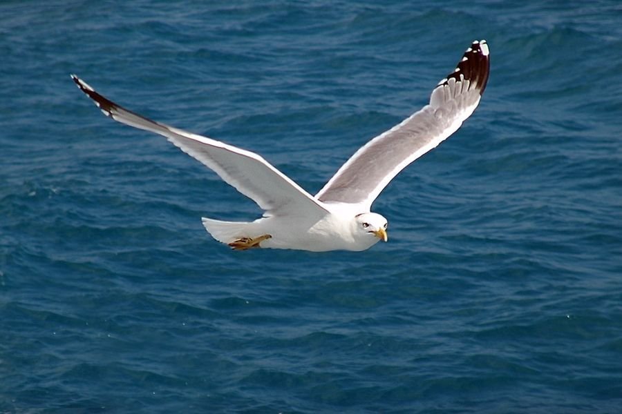 شاعالالار توپتانىپ ۇشقاندا...