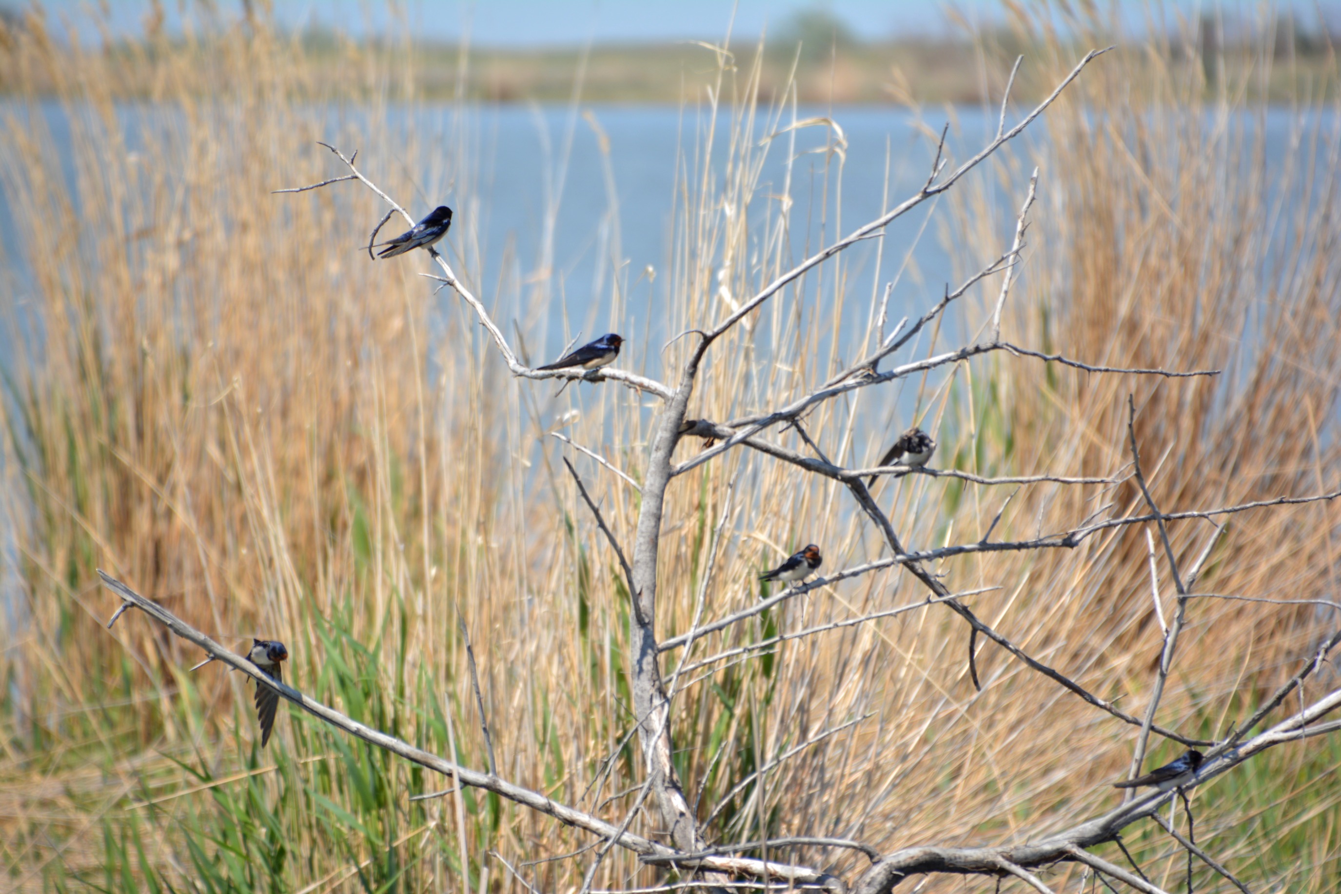 فوتورەپورتاج: شىڭ-قۇزى كوكپەن تالاسقان تارباعاتاي