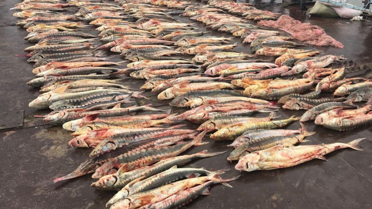 باتىستا براكونەرلەردەن 35 توننا بالىق تاركىلەندى