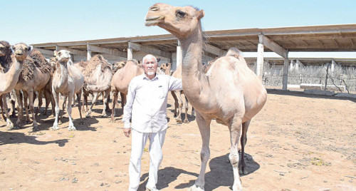 شارۋاعا شىنايى كومەك