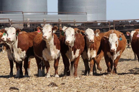 شقو-نىڭ بىرقاتار اۋىلدارىندا ءىرى قارا قىرىلۋدا