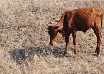 مويىنقۇم اۋدانىندا مال قىرىلىپ جاتىر
