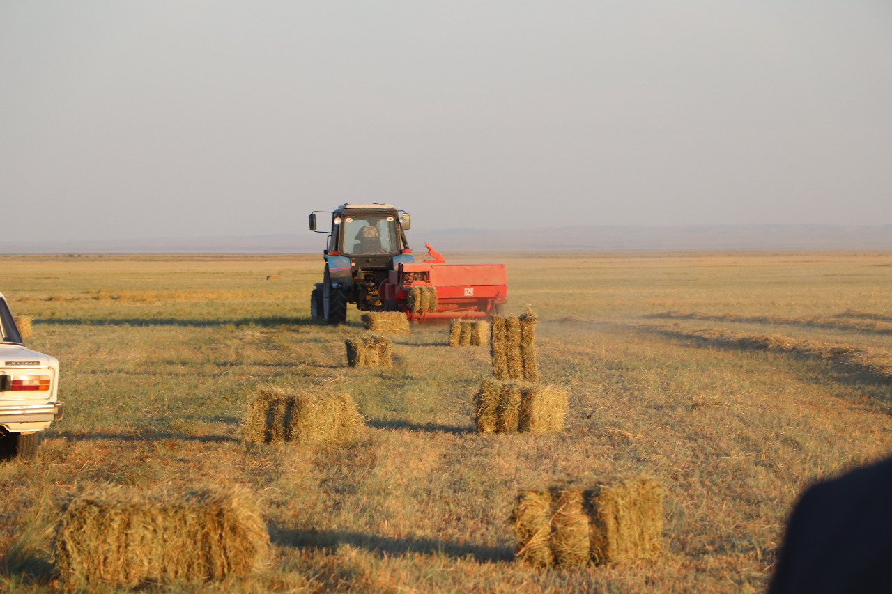 سارىسۋ اۋدانىندا مال ازىعى جەتكىلىكتى