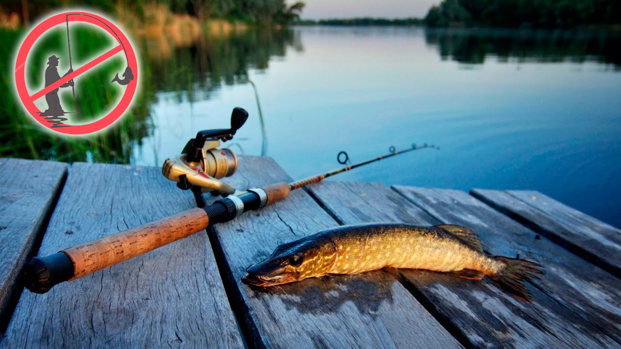 بالىق اۋلاۋ – باقىلاۋدا