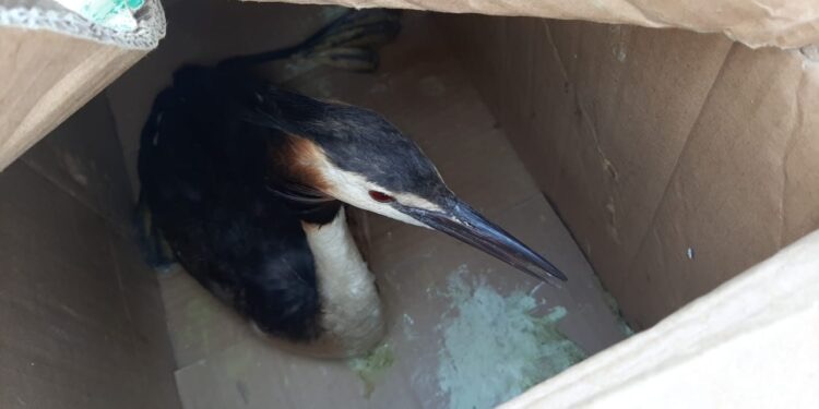 اتىراۋ تۇرعىندارى سيرەك كەزدەسەتىن قۇس تاۋىپ الدى