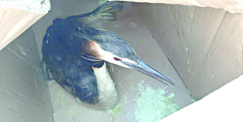 اداسقان قۇستى ايالاعان