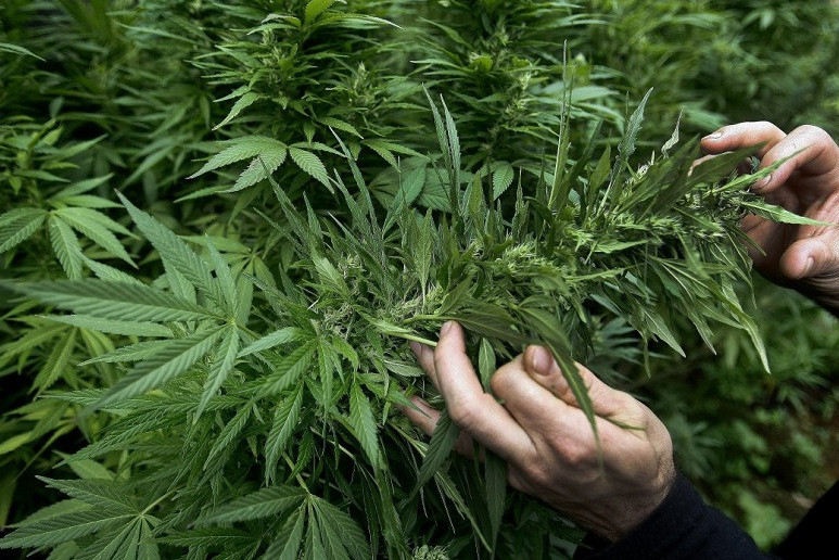 اتىراۋدا اۋلاسىنا ماريحۋانا وسىرگەن ەكى تۇرعىن ۇستالدى