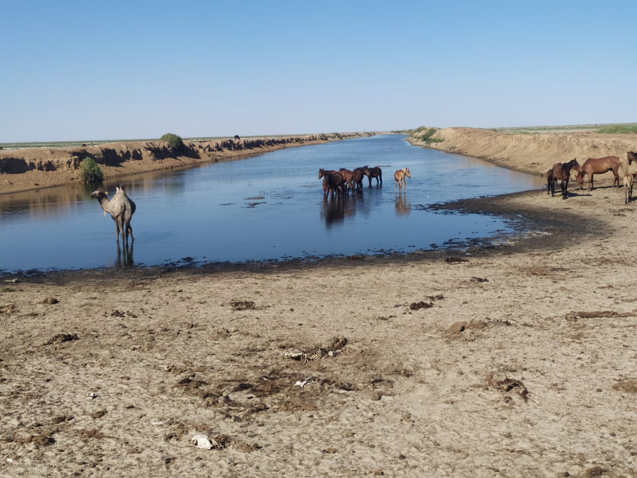 اتىراۋ وبلىسىندا مال قىرىلىپ جاتقانى راس پا؟
