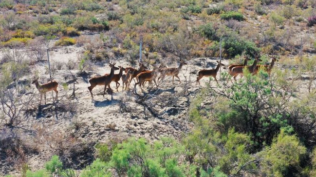 بۇقار بۇعىلارى