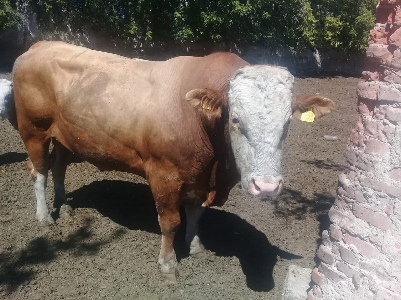 قاراۋسىز قالعان بۇقا ادام ولىمىنە سەبەپشى بولدى