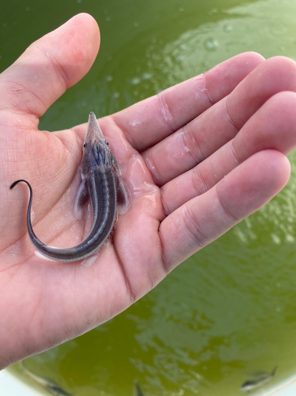 جايىق وزەنىنە بەكىرەنىڭ 100 مىڭ شاباعى جىبەرىلدى