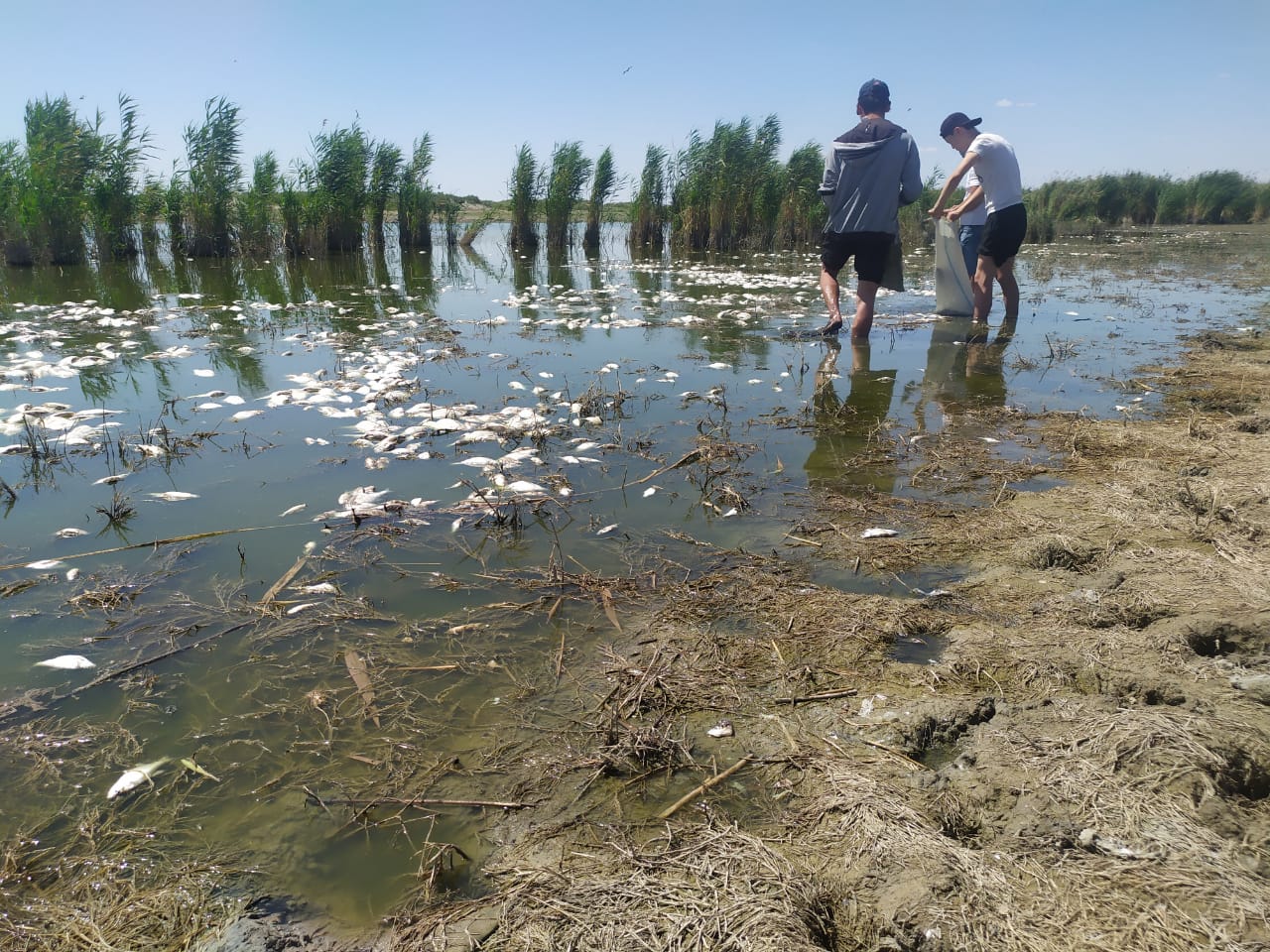 اتىراۋ وبلىسىندا كانالدا بالىق قىرىلدى