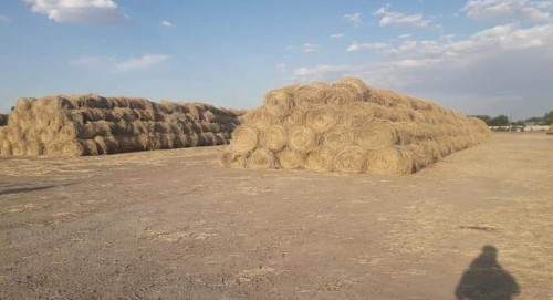 قازالى اۋدانىندا قىسقى مال ازىعىن دايىنداۋ ءجۇرىپ جاتىر